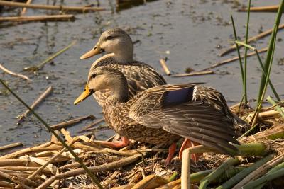 Two Mottled Ducks