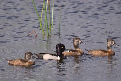 Male Ring-Necked Duck with his harem...