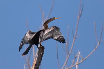 Upright- Perching Water Birds
