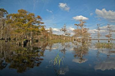 Blue Cypress Lake