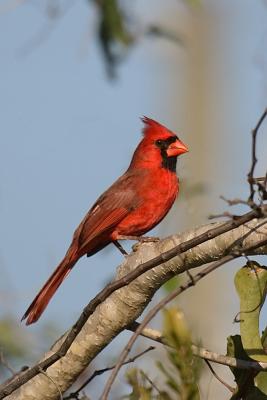 Male Cardinal in the morning sun...