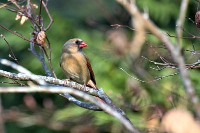 Another Female Cardinal