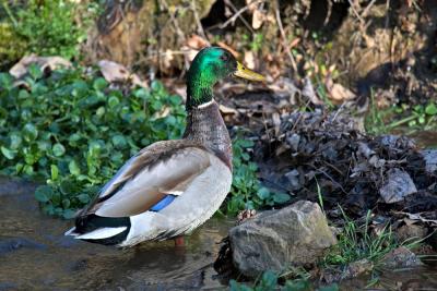 Male Mallard Duck in one of the B&B Ponds...