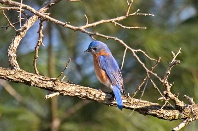 This Colorful Eastern Bluebird came to the Same Spot on the Same Limb Most Mornings...