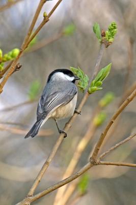 Black-Capped Chickadee, Getting Ready to Attack the Bird Feeder...