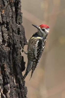 Yellow-Bellied Sapsucker...No tree is safe....