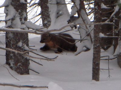 Pine Marten at Snowmass