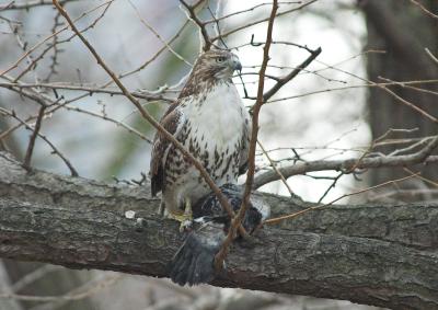 Red Tailed Hawk w/Meal (immature)