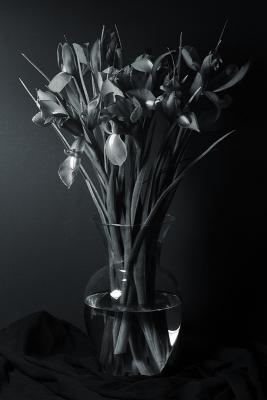 Silver Irises