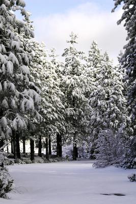 March 2, 2006Early Morning Snow 2