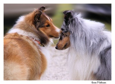 shelties3815w.jpg