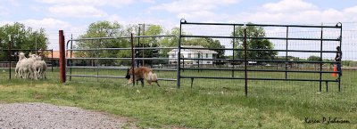 IMG_6080w.jpg