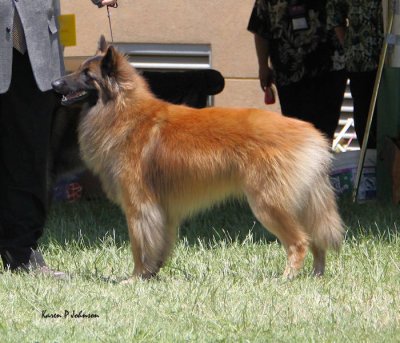 dogs12_18mosabtc2010