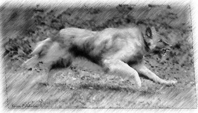 g3/72/459272/3/58317212.5805sketchw.jpg