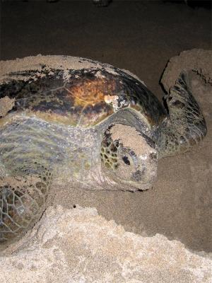 Sea Turtle Preserve- Ujung Genteng -South Java