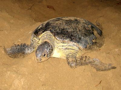 Sea Turtle Preserve- Ujung Genteng -South Java