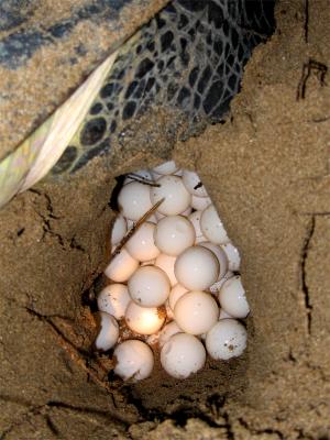 Sea Turtle Preserve- Ujung Genteng -South Java