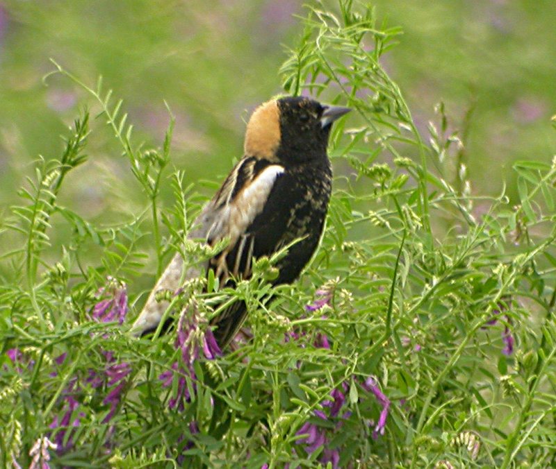 Bobolink