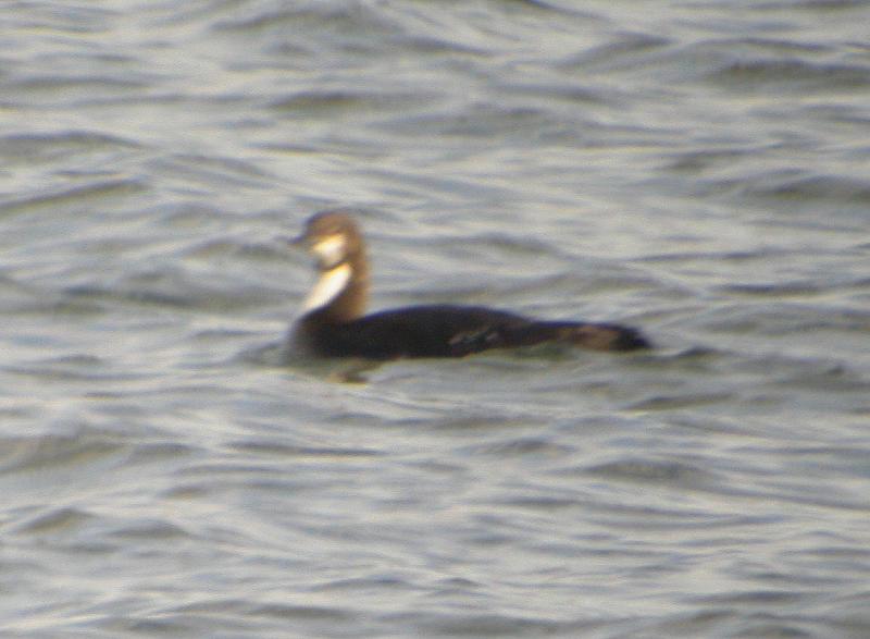Pacific Loon