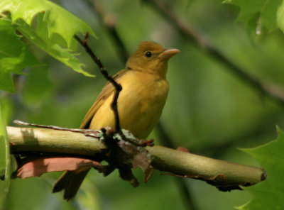 Summer Tanager - Female