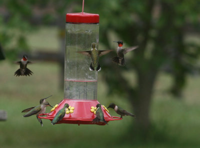 Ruby-throated Hummingbirds