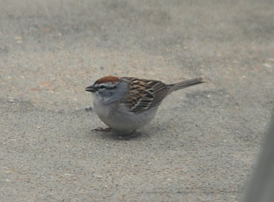 Chipping Sparrow