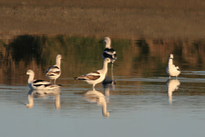 American Avocets