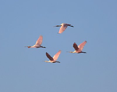 Roseate Spoonbills