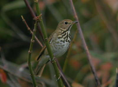 Hermit Thrush