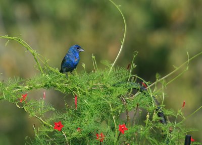 Indigo Bunting