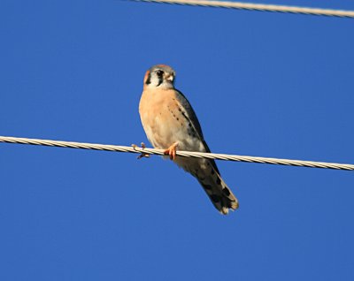 American Kestrel