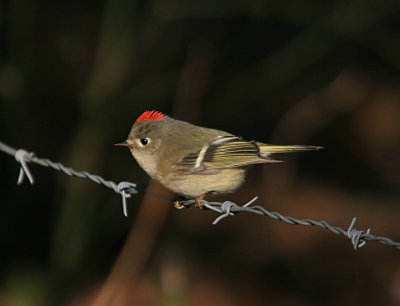 Ruby-crowned Kinglet