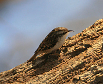 Brown Creeper