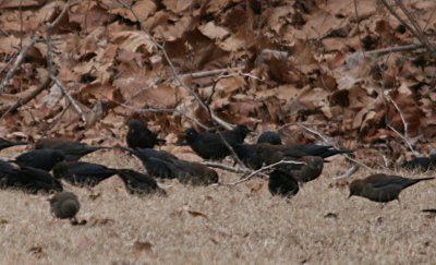 Rusty Blackbirds