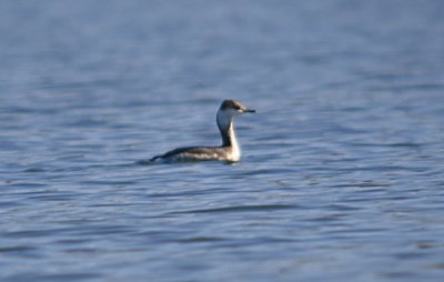 Horned Grebe