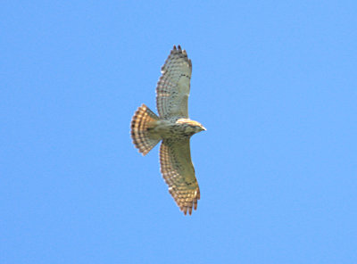 Broad-winged Hawk