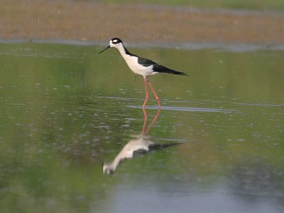 Black-necked Stilt