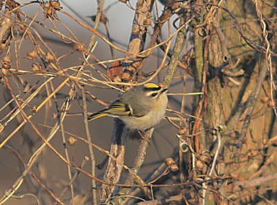 Golden-crowned Kinglet