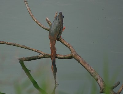 Green Heron