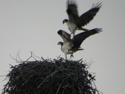Osprey newly arrived on Nest March 2006