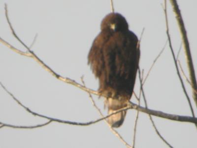 Red Tailed Hawk - Dark-morph Adult of Western Race calurus