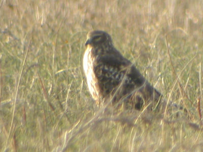 Northern Harrier - Female