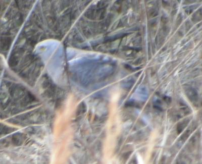 Northern Harrier - Male Grey Ghost