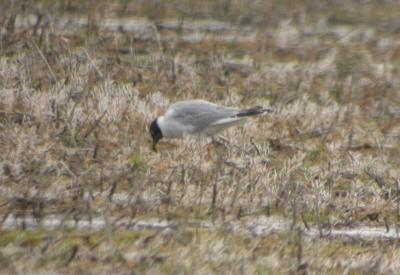 Bonaparte's Gull