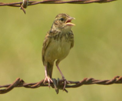 Grasshopper Sparrow - Juvenile