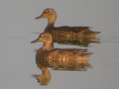 Blue Winged Teal Female