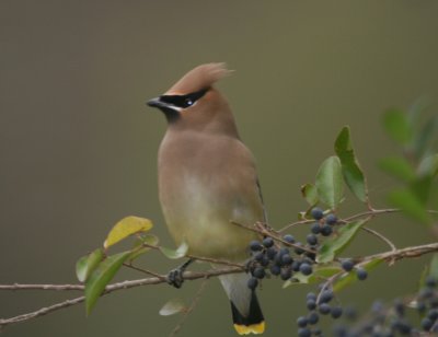 Cedar Waxwing