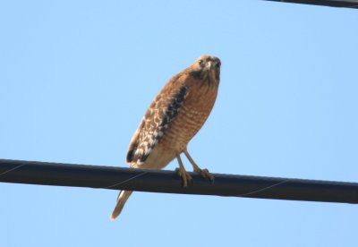 Red-Shouldered Hawk