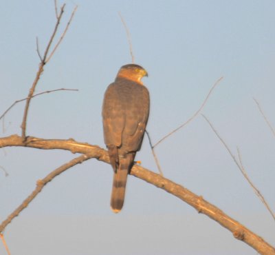 Cooper's Hawk