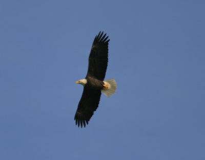 Bald Eagle
